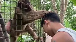 猴子视频表演搞笑,搞笑视频里的动物喜剧盛宴