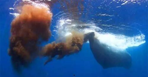 蓝鲸组织截图搞笑,一场“鲸”级搞笑盛宴！