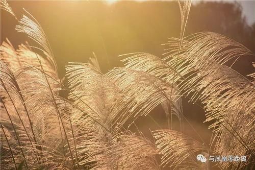 芦苇唯美图片,诗意盎然的自然画卷